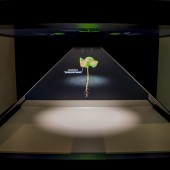 Klijanac - obična bukva