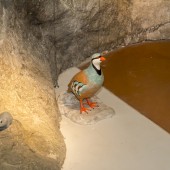 Dinarski voluhar - Jarebica kamenjarka